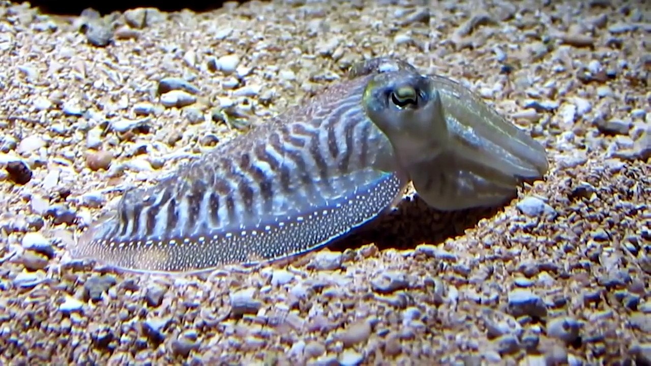 True Facts About The CuttleFish
