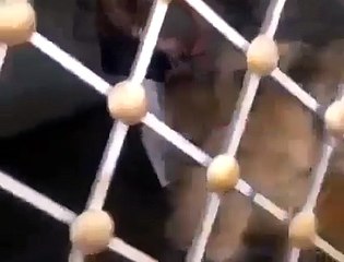 Lions in Africa Committed suicide After Watching this