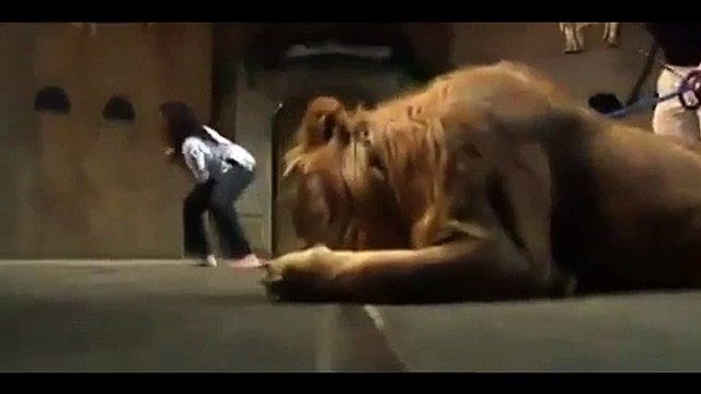 OMG!!! Lion Attacks Woman - 4 Ribs Broken-512x384
