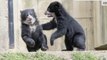 These bear cubs at the National Zoo are THE CUTEST