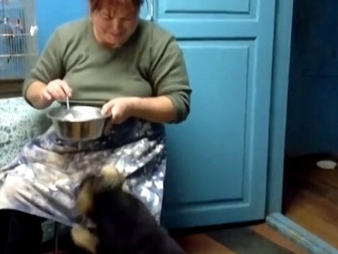 Собака говорит мама ! - Прикол ! Dog Says Mama !