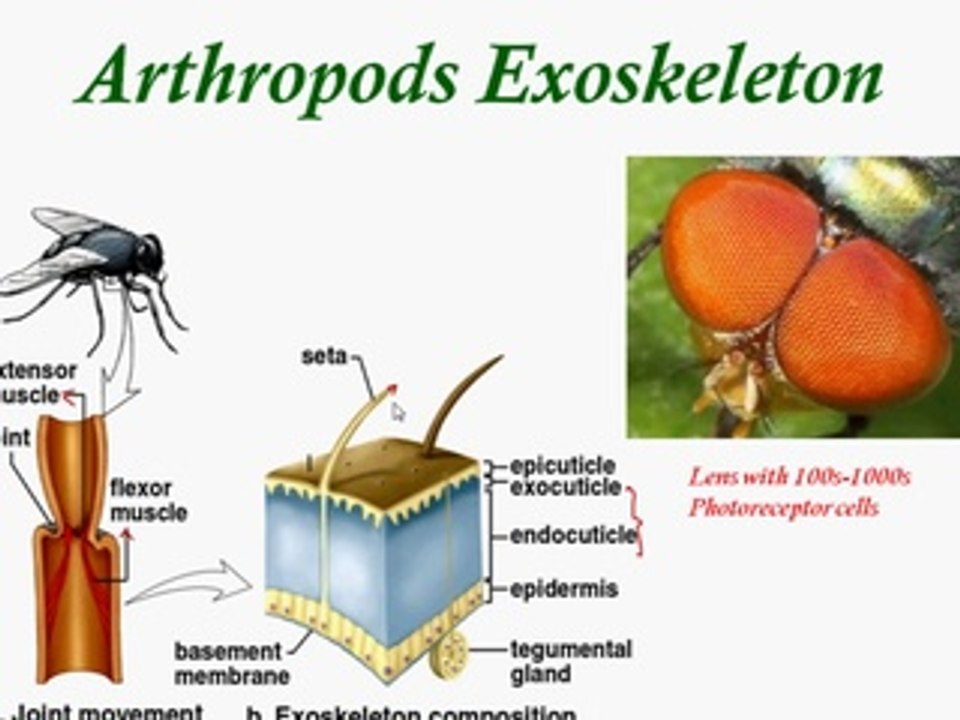 Arthropods Exoskeleton  , Ecdysis/Moulting