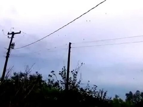 Une Pluie d'Araignée au Brésil !!