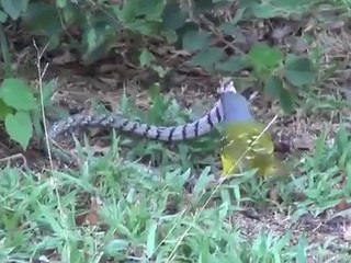Bird vs Snake -Latest Sign - Animal Fighting Video -