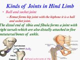 kinds of joints in hind limb, Bones of Feet and Joints