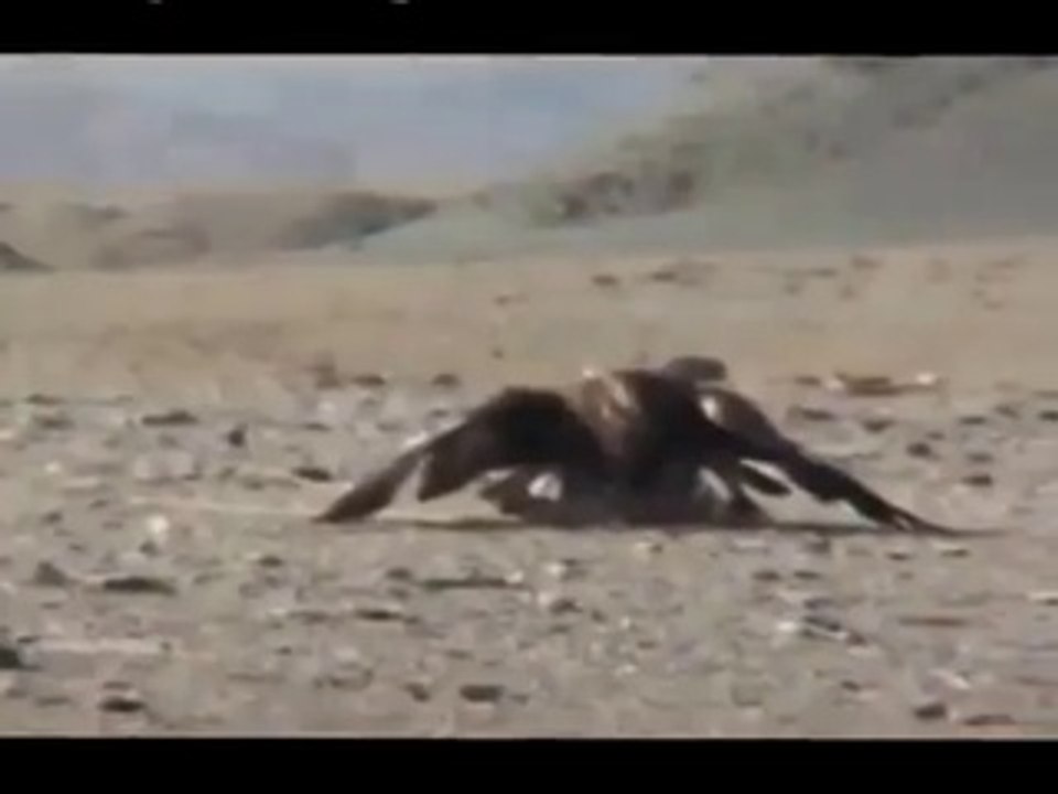 Eagle  Attack On Man - Animal Fighting Video -