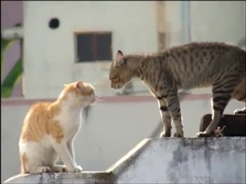 Parole de Chat : Les gros mots