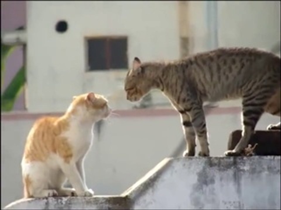 Parole de Chat : Les gros mots