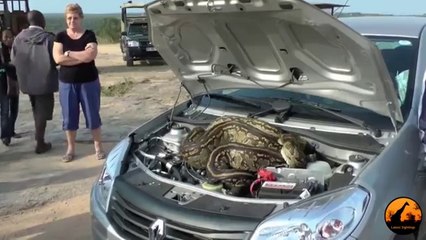 Huge Python in Cars Bonnet - Animal Video 2015 -