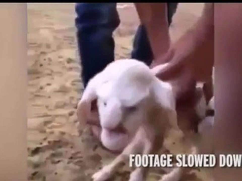 NEW  DESCOCERYLamb with a human face born in the Republic of Dagestan