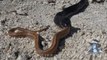 Indigo Snake Eats Rat Snack - Animal Fighting Video -