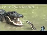 Python vs Alligator 01-- Animal Fighting Video 2015 -
