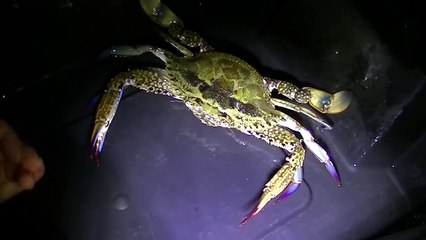 How to and how NOT to pick up a crab!!!