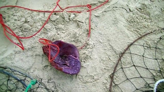 How to bait a drop net with spleen to catch crabs!