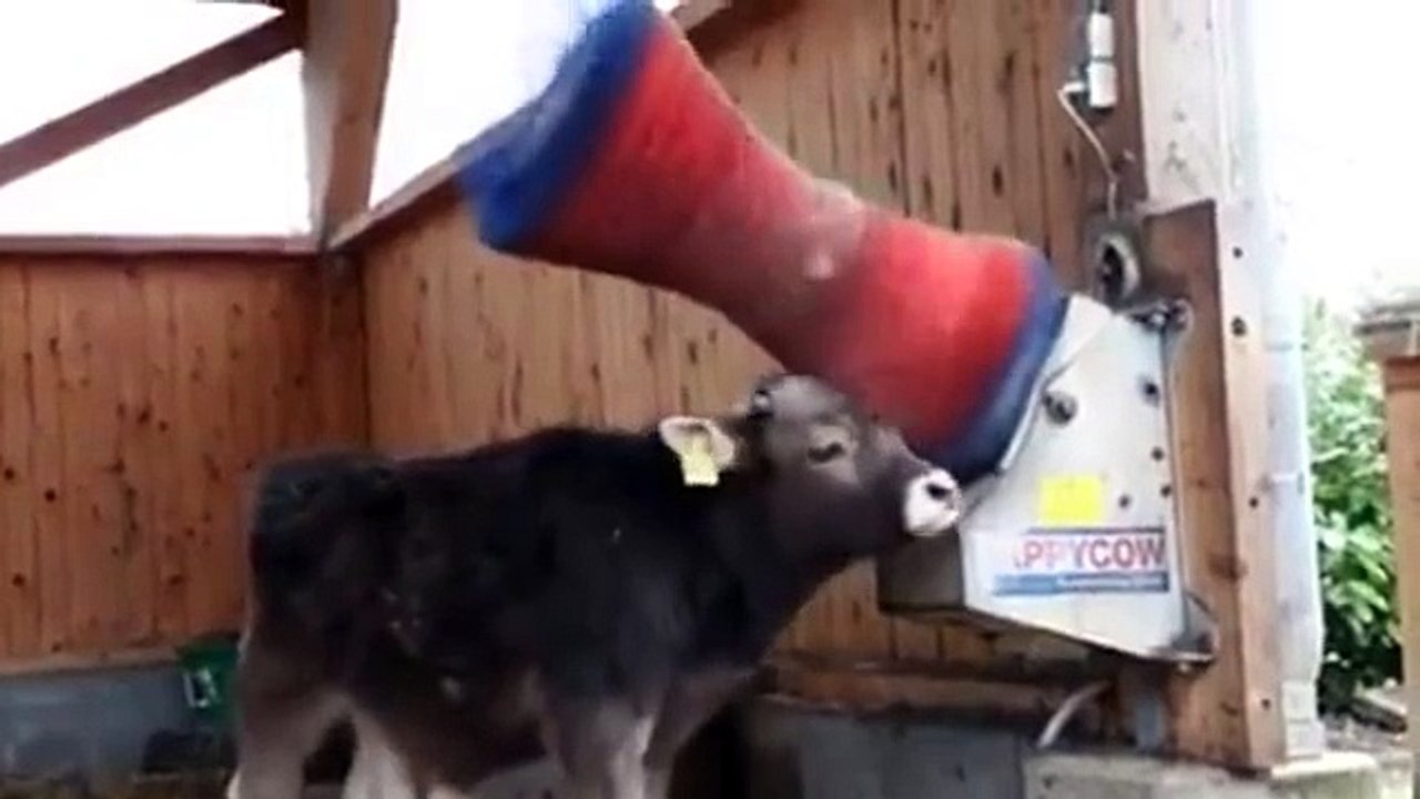 woow happy cow