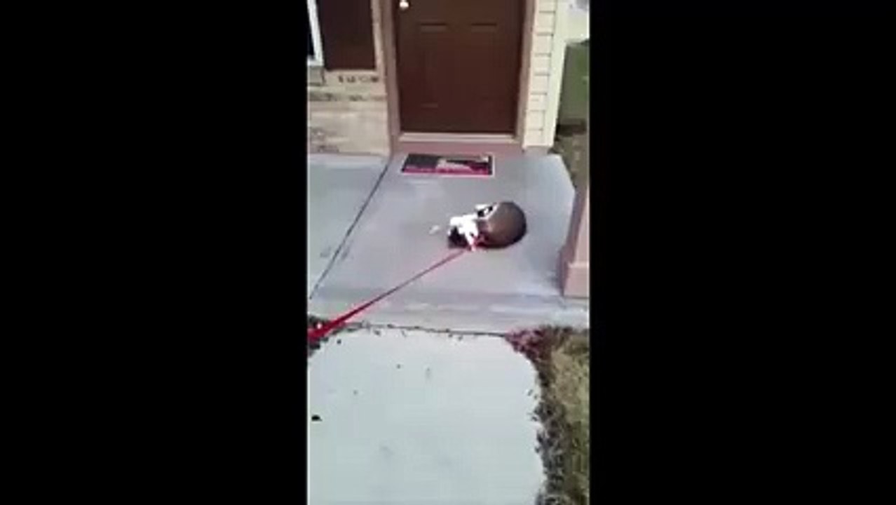 Funny Cat Walk