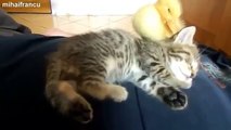 Cute Kitten Playing And Sleeping | Too Cute!