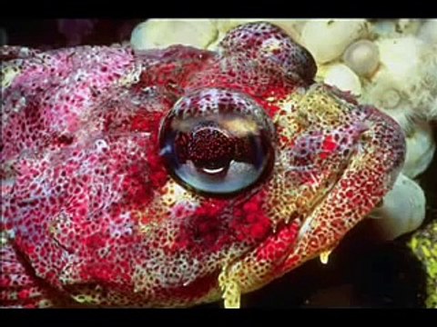 Quran Mishary Rashid Al-Afasy - Ar-Rahman (The Beneficent)