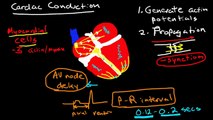 Cardiac Conduction & Cardiac Action Potentials