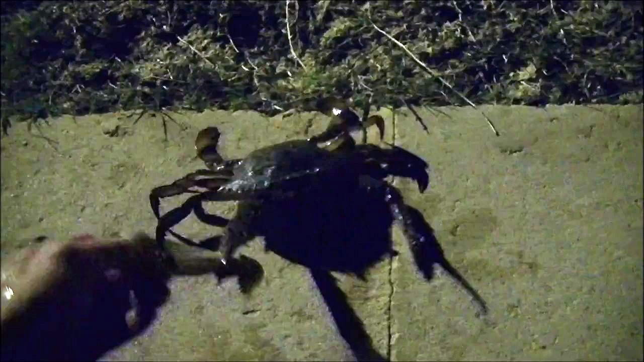 Crab bites my finger!