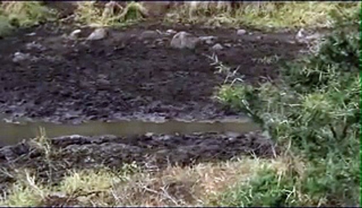 Lions Dangerous Team Attack - Lions fighting to death - Video