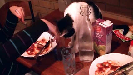 Cute cat sticks its head in a cup for a drink