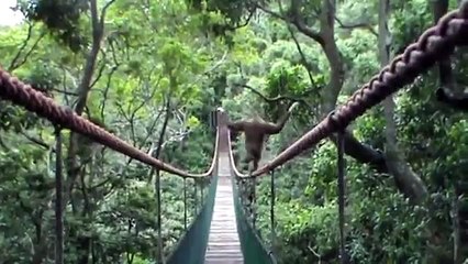 Gibbon Walks A Tightrope