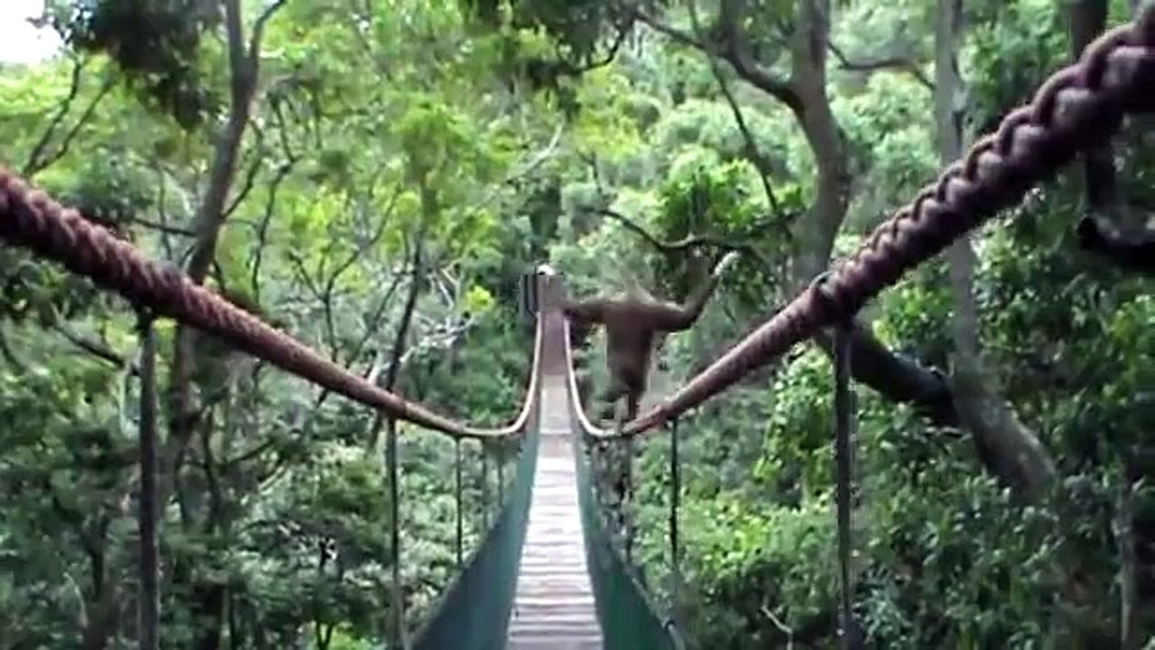 Gibbon Walks A Tightrope
