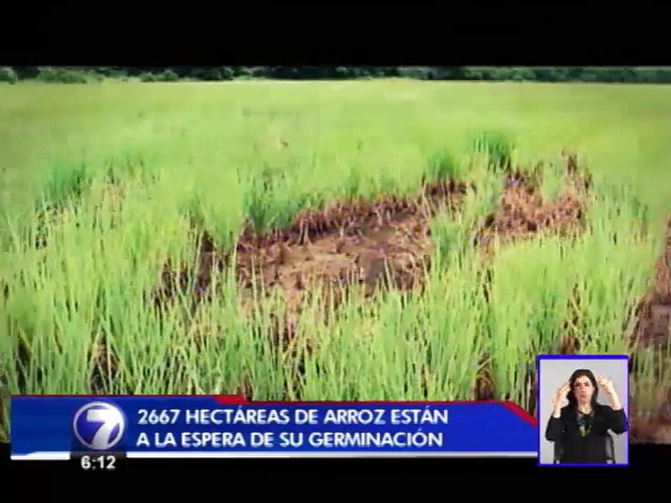 Fenómeno del Niño deja sus efectos sobre 2.600 hectáreas de arroz en Guanacaste