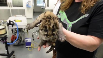 Adorable Rescued Cougar Orphans