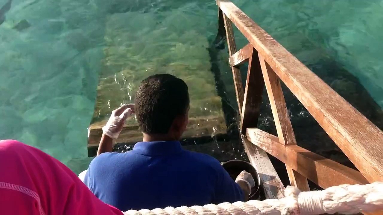 Cet Homme Nourrissait Tranquillement les Poissons lorsque soudainement..