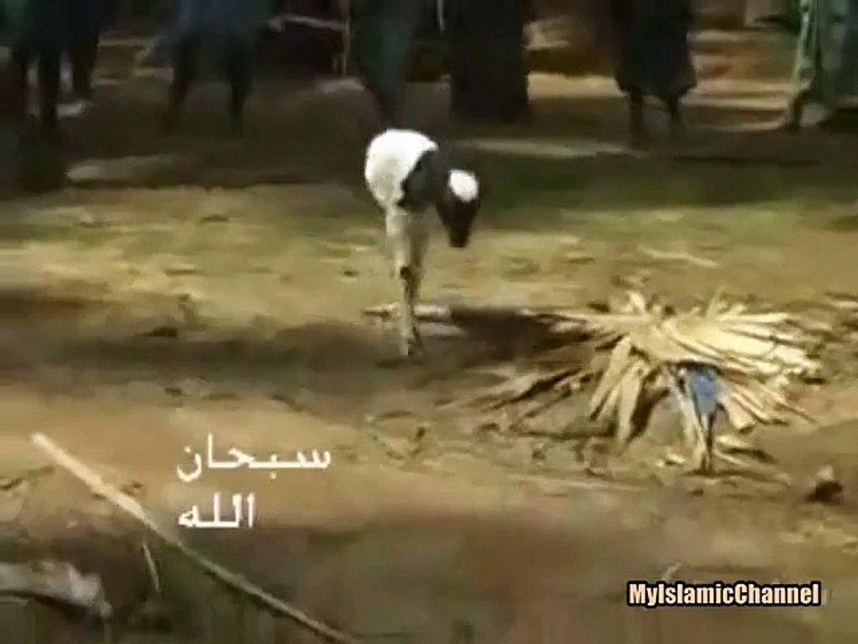 SubhanAllah - Half Part OF Goat In The Life