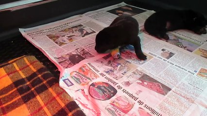 1er avril 2015 : chiot handicapé (9 jours)