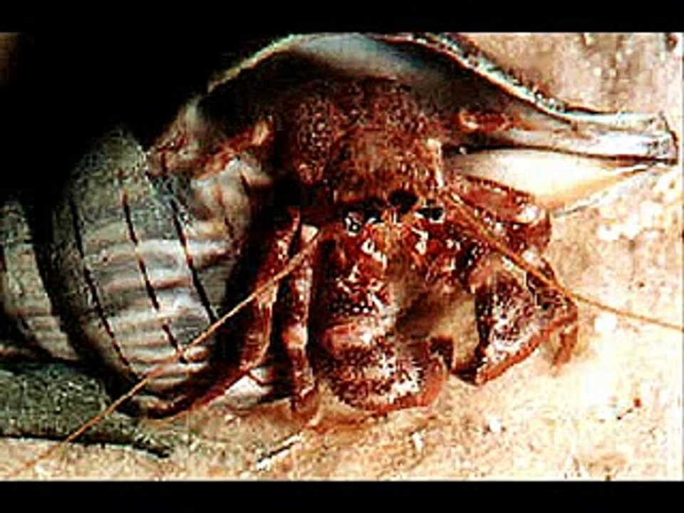 _Come To Australia_ by Scared Weird Little Guys - YouTube [360p]