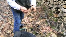 video-Goodie du bois des lilas et les truffes