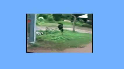 World Best Funny Amazing Animals show comedy Videos