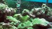 250 gallon saltwater fish tank aquarium, lion fish, tangs, clown fish