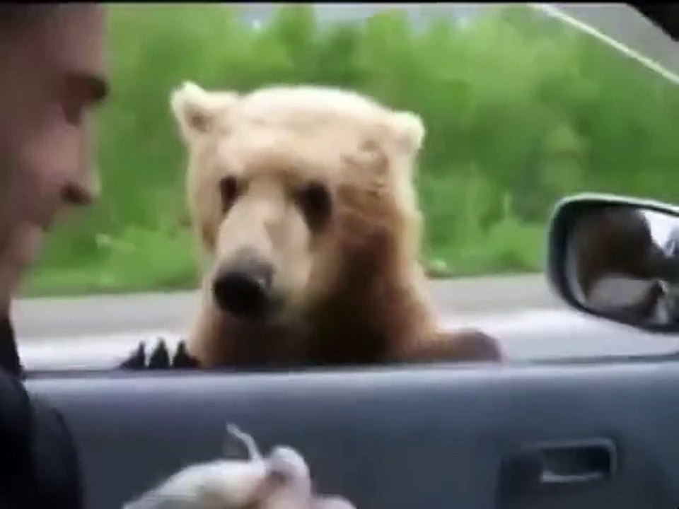 Bear stopped cars and walking on road in Russia