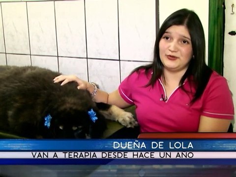 Acupuntura ayuda a decenas de animales a mejorar su calidad de vida