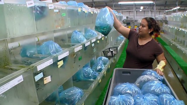 Segrest Farms in Tampa with hundreds of thousands of fish