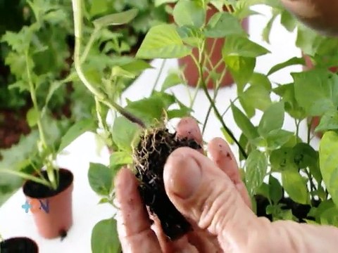 Consejos para cultivar sus propios alimentos en casa