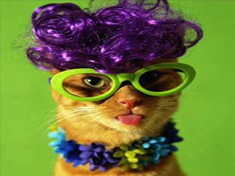 Gatos chistosos ( Funny cats)