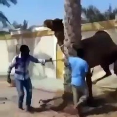 CAMEL EAT MAN REAL VIDEO