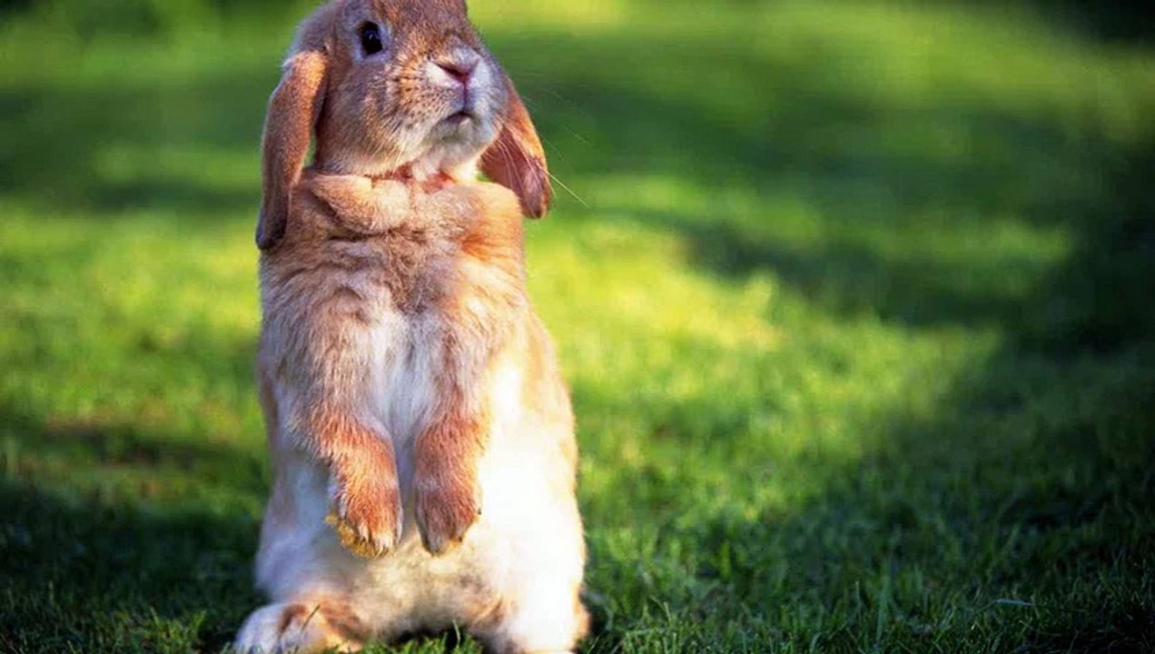 Funny and cute rabbit videos compilation