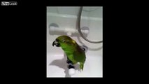 Şarkı Söyleyen Papağan! ( İbretlik! )