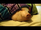 Sleeping Pig Wakes Up for a Cookie!