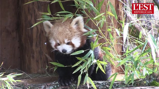 Lorraine : trois pandas roux au parc animalier de sainte-croix