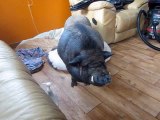 Pete the Pot Bellied Pig Wanting more Lotion