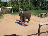 Thai Elephant Massage - by a Cute Baby Elephant in Koh Samui