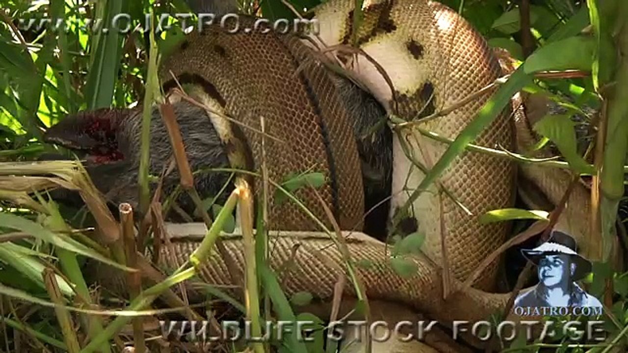 Python Attack Compilation- Animal Fighting Video 2015 -